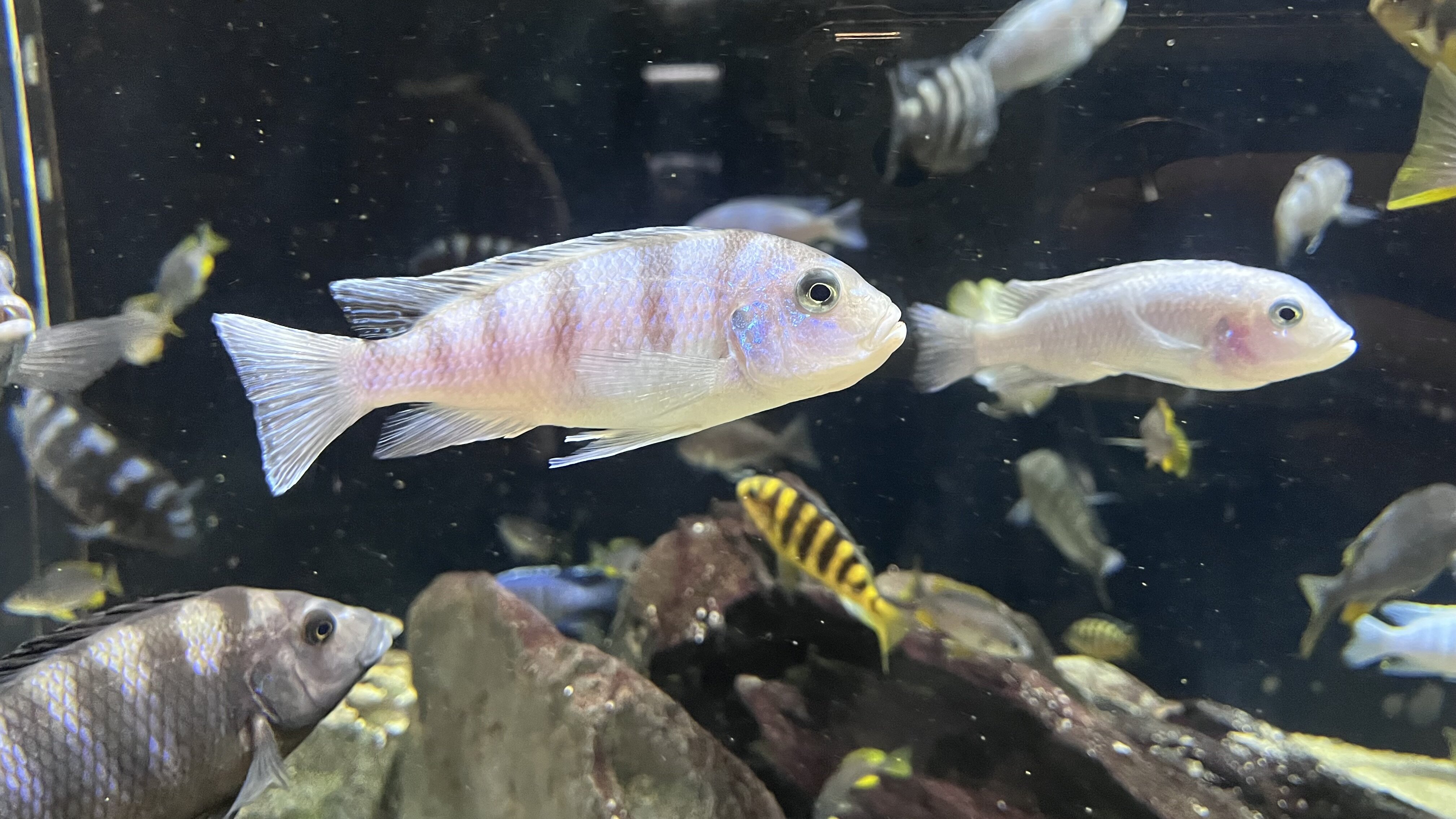 カワスイ