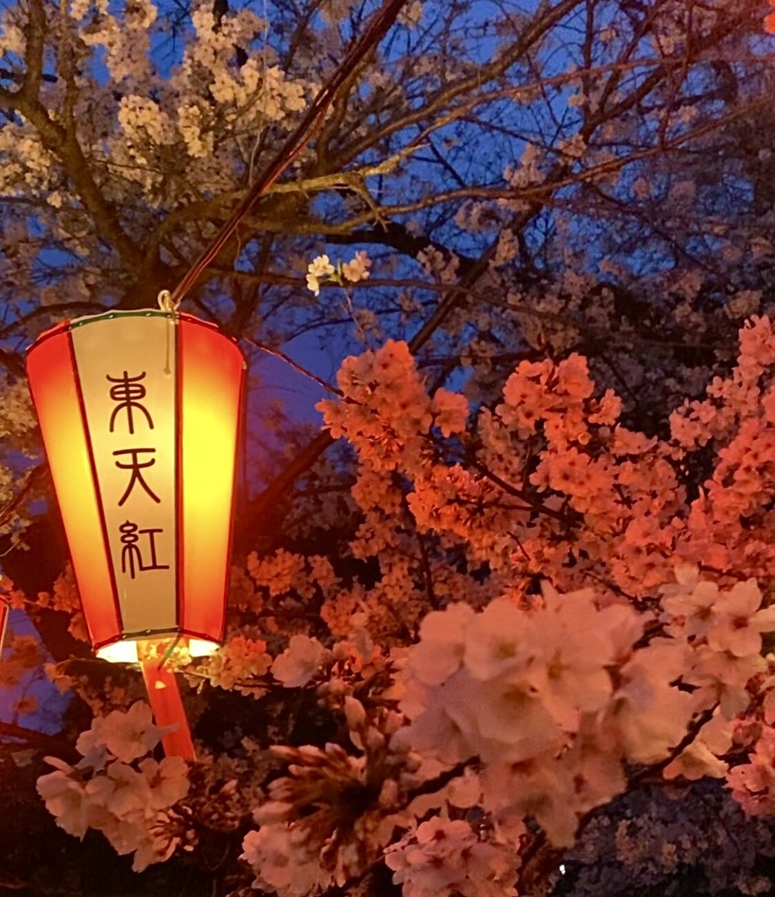 サクラ