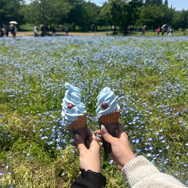 ネモフィラとアイスの画像