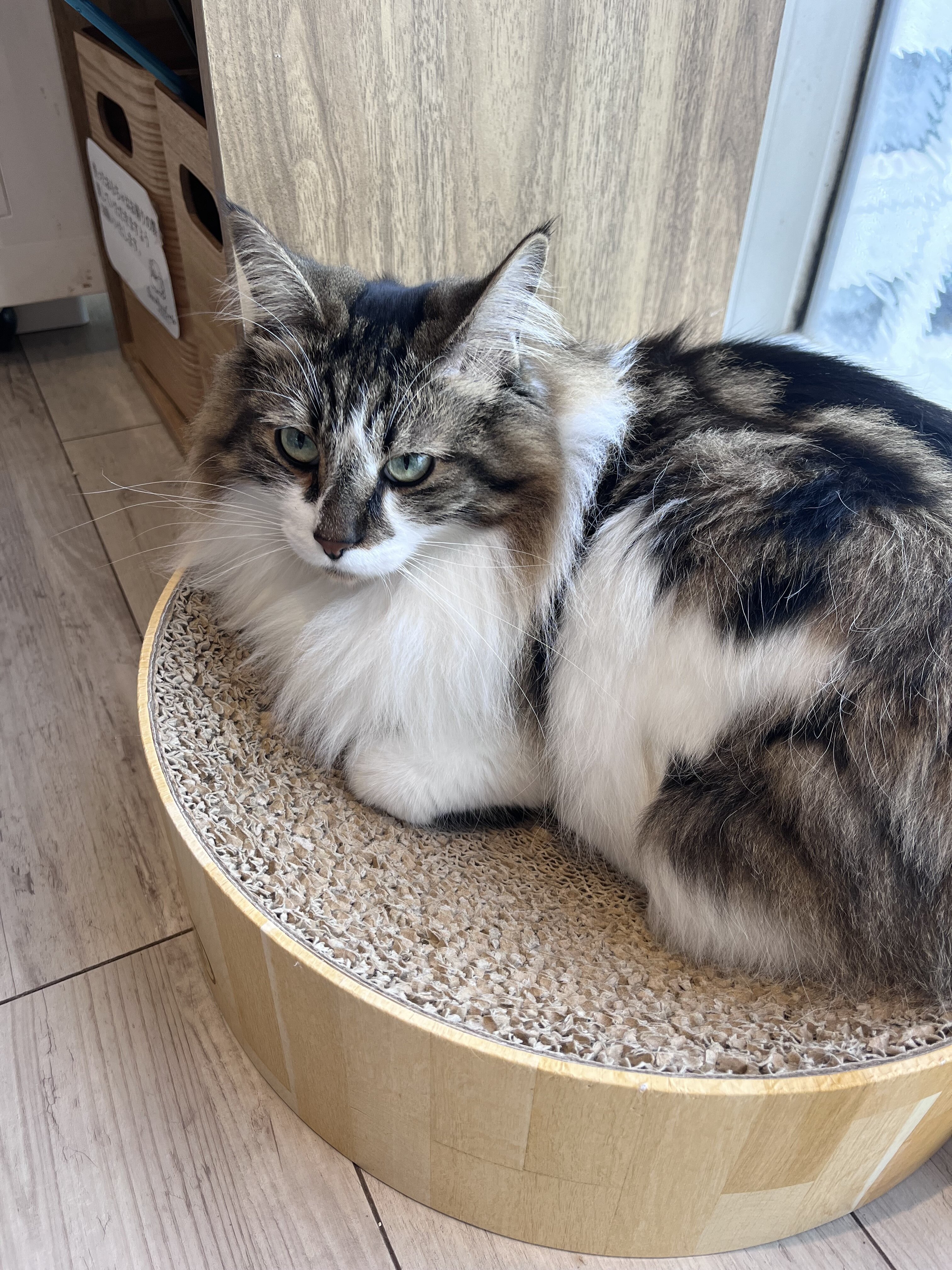 猫