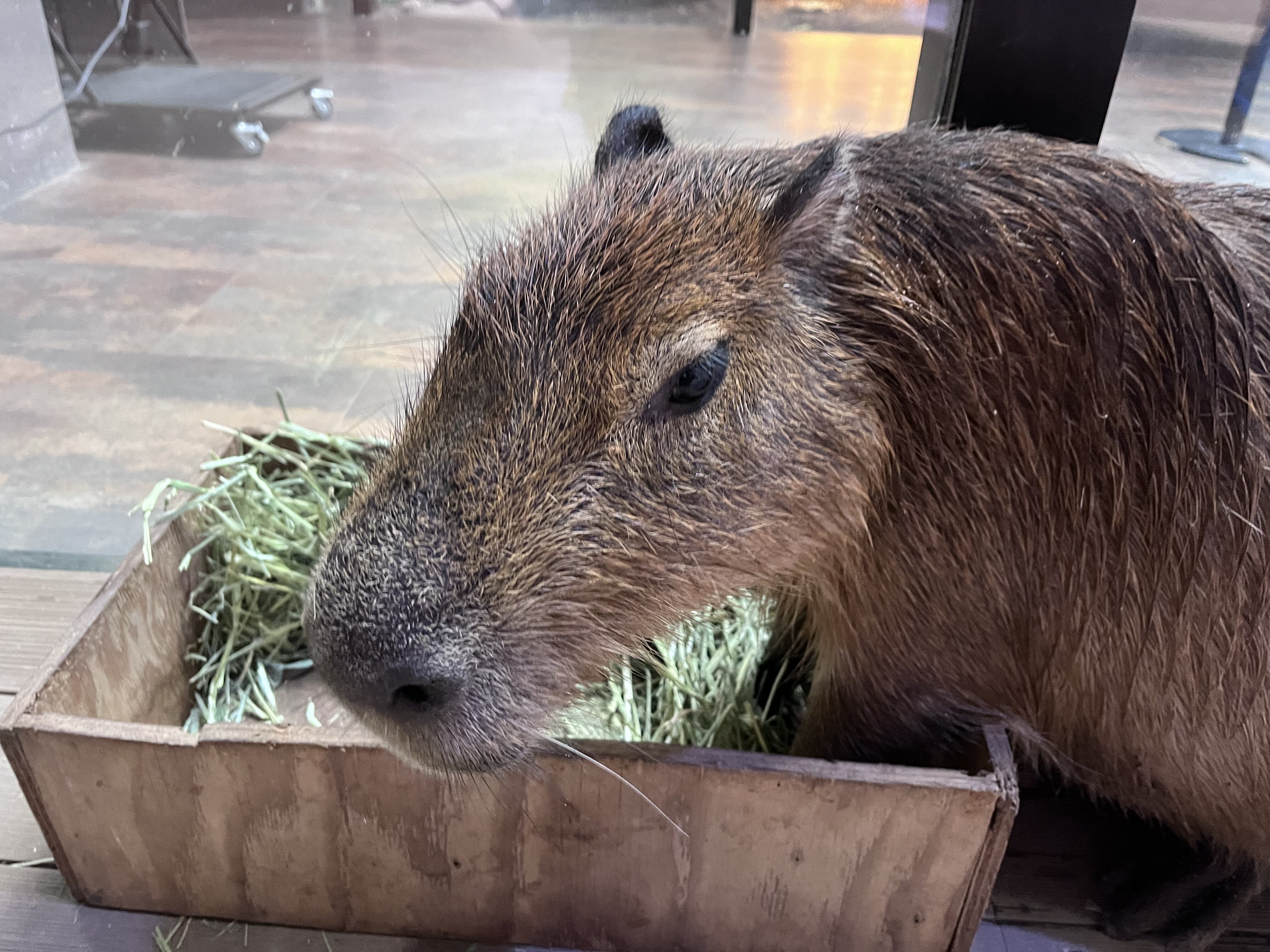 カピバラ