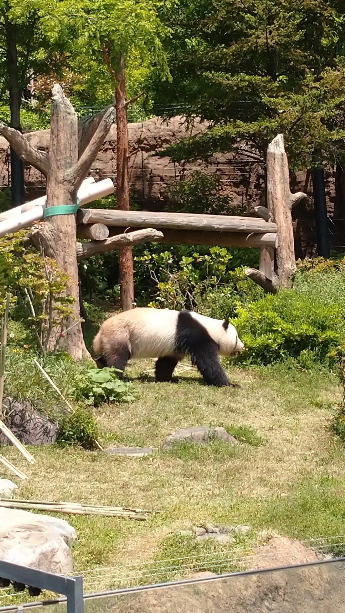 上野のシャンシャン