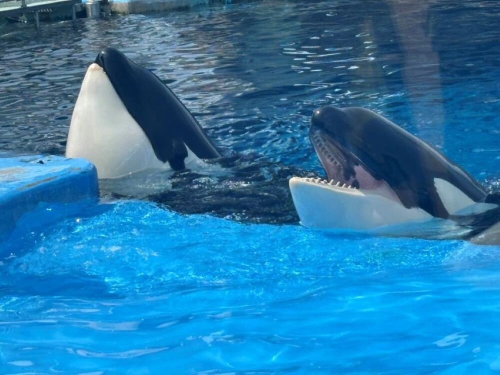 名古屋港シャチ