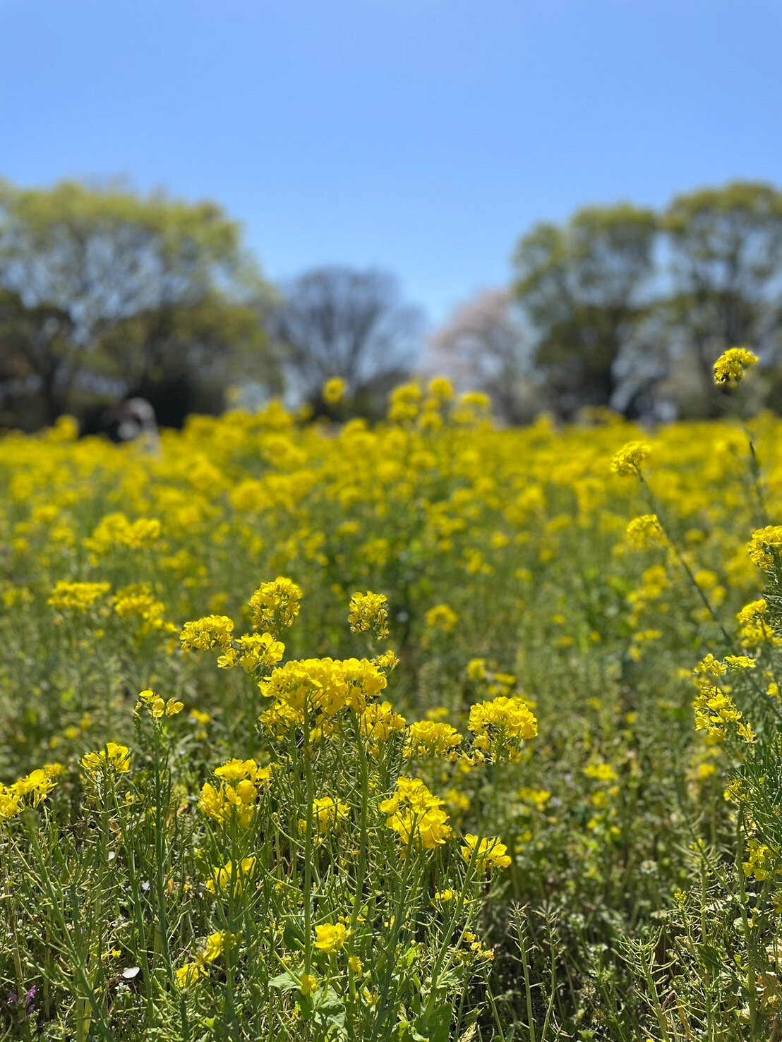 たくさんの菜の花の写真