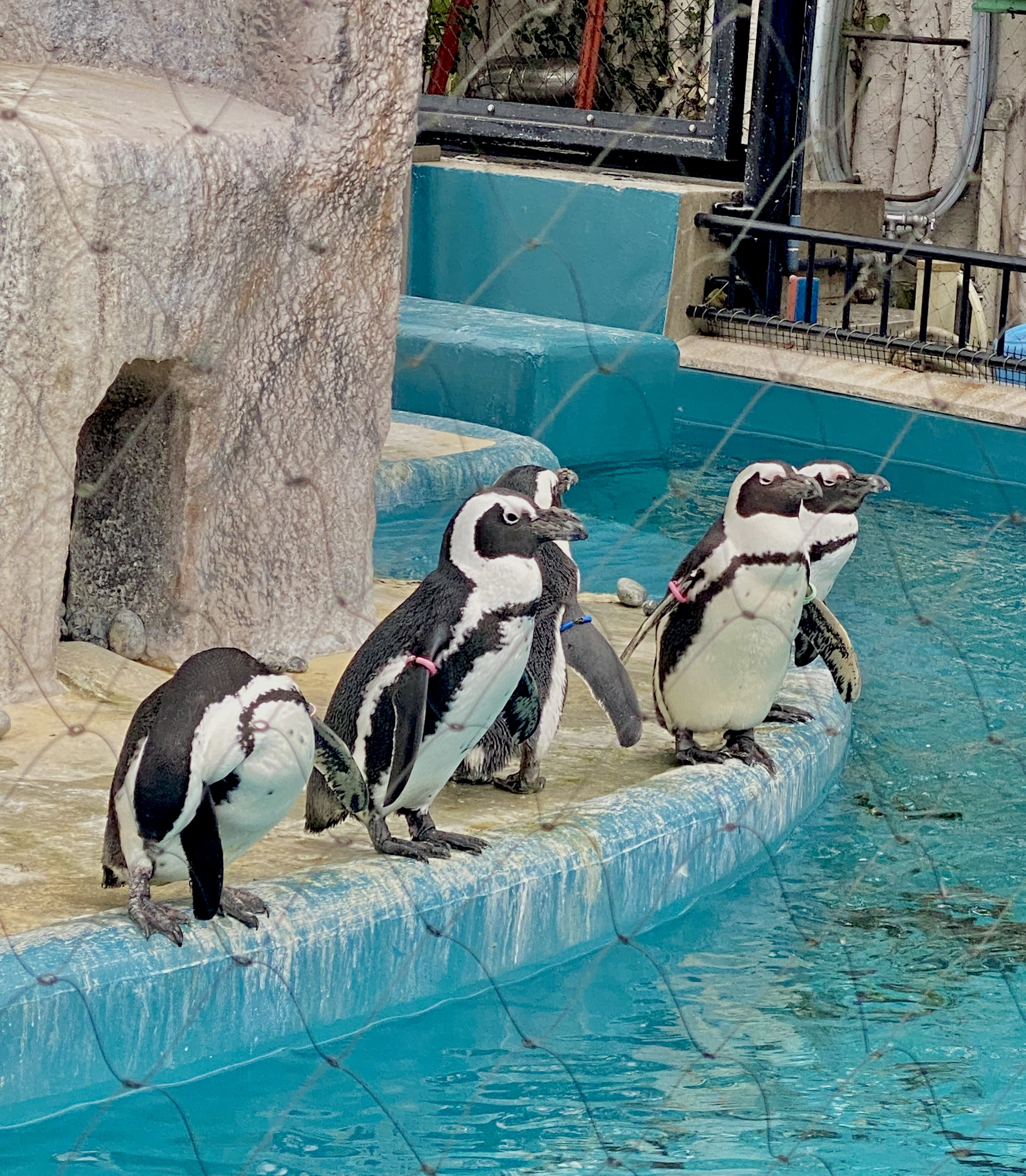 ペンギン